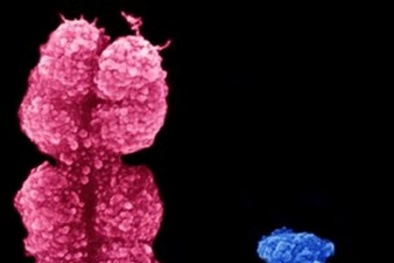 Phát hiện gây sốc về nhiễm sắc thể Y